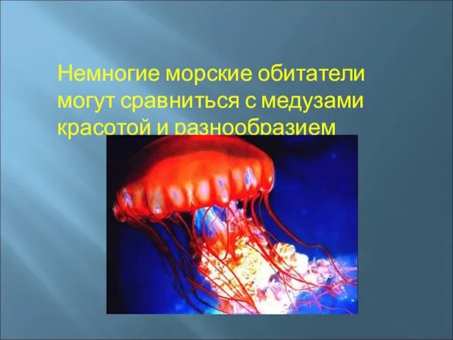 Немногие морские обитатели могут сравниться с медузами красотой и разнообразием