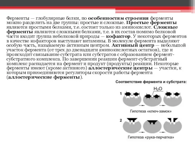 Ферменты — глобулярные белки, по особенностям строения ферменты можно разделить на две