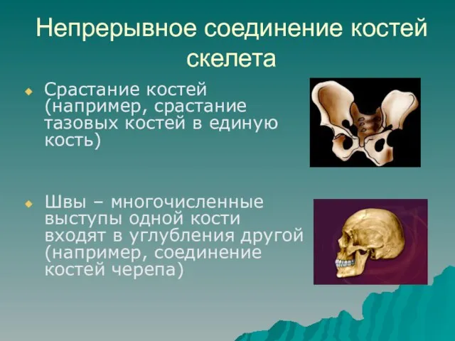 Непрерывное соединение костей скелета Срастание костей (например, срастание тазовых костей в единую