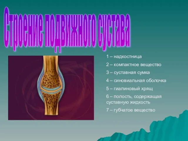 1 – надкостница 2 – компактное вещество 3 – суставная сумка 4