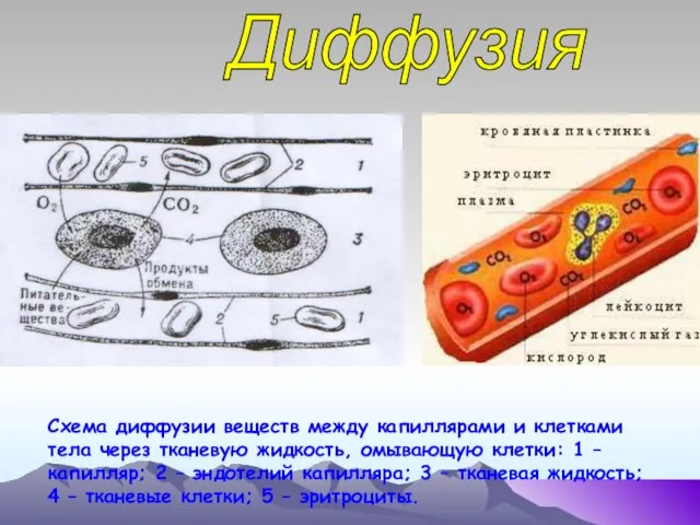 Диффузия Схема диффузии веществ между капиллярами и клетками тела через тканевую жидкость,