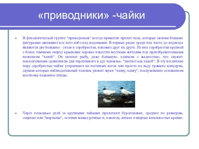 «приводники» -чайки В фенологической группе "приводников" всегда приметен прилет чаек, которые своими