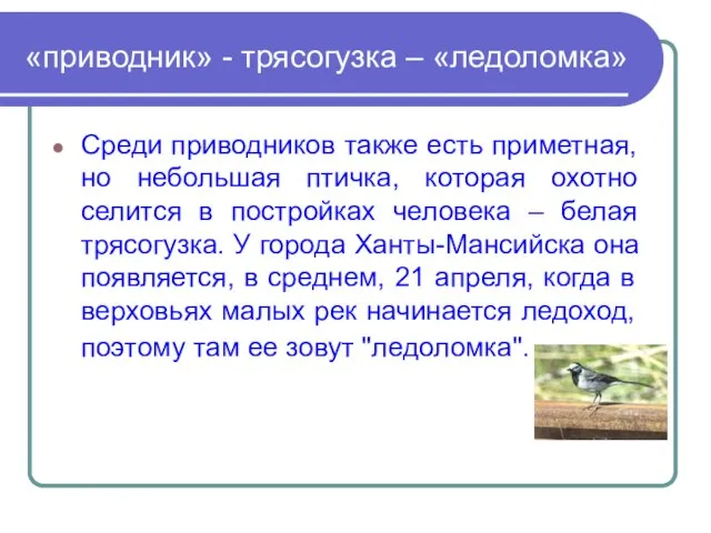 «приводник» - трясогузка – «ледоломка» Среди приводников также есть приметная, но небольшая