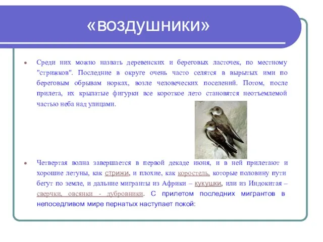 «воздушники» Среди них можно назвать деревенских и береговых ласточек, по местному "стрижков".