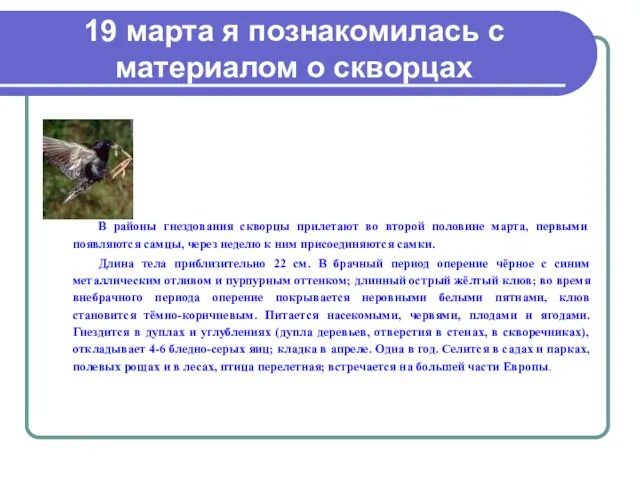 19 марта я познакомилась с материалом о скворцах В районы гнездования скворцы