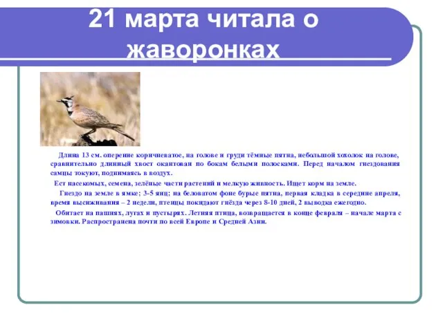 21 марта читала о жаворонках Длина 13 см. оперение коричневатое, на голове