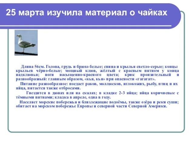 25 марта изучила материал о чайках Длина 56см. Голова, грудь и брюхо