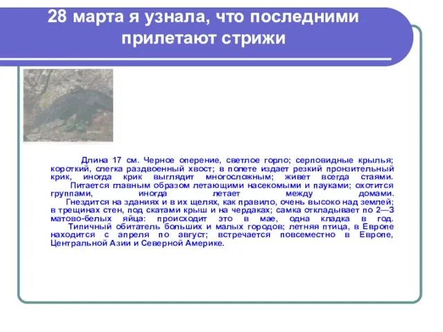 28 марта я узнала, что последними прилетают стрижи Длина 17 см. Черное