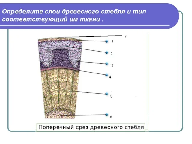 Определите слои древесного стебля и тип соответствующий им ткани .