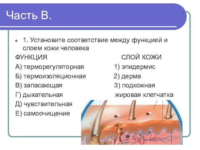 Часть В. 1. Установите соответствие между функцией и слоем кожи человека ФУНКЦИЯ