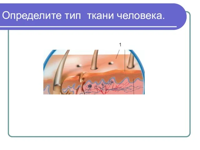 Определите тип ткани человека. 1