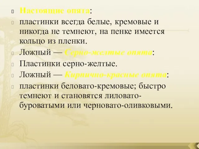 Настоящие опята: пластинки всегда белые, кремовые и никогда не темнеют, на пенке