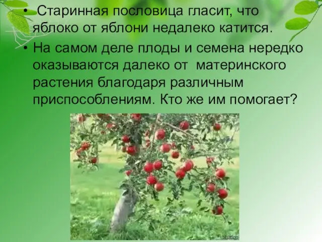 Старинная пословица гласит, что яблоко от яблони недалеко катится. На самом деле