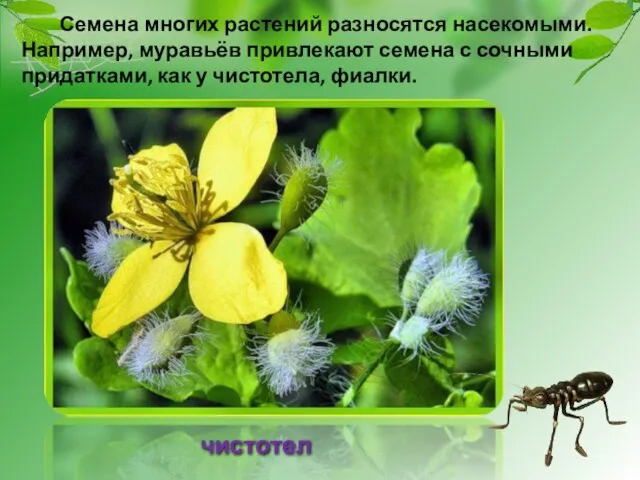 Семена многих растений разносятся насекомыми. Например, муравьёв привлекают семена с сочными придатками,
