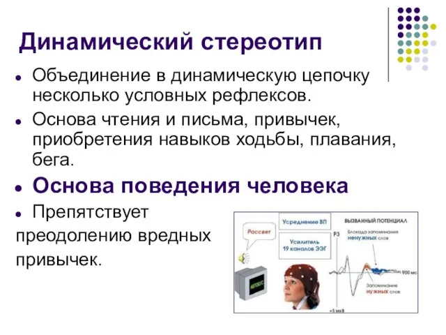 Динамический стереотип Объединение в динамическую цепочку несколько условных рефлексов. Основа чтения и