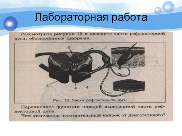 Лабораторная работа