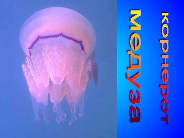 медуза корнерот