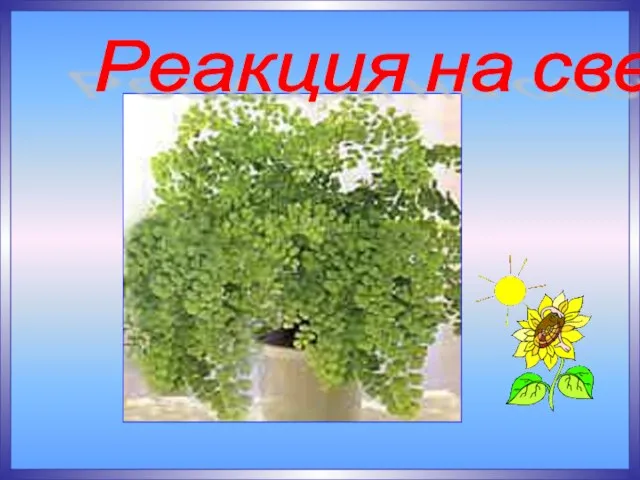 Реакция на свет