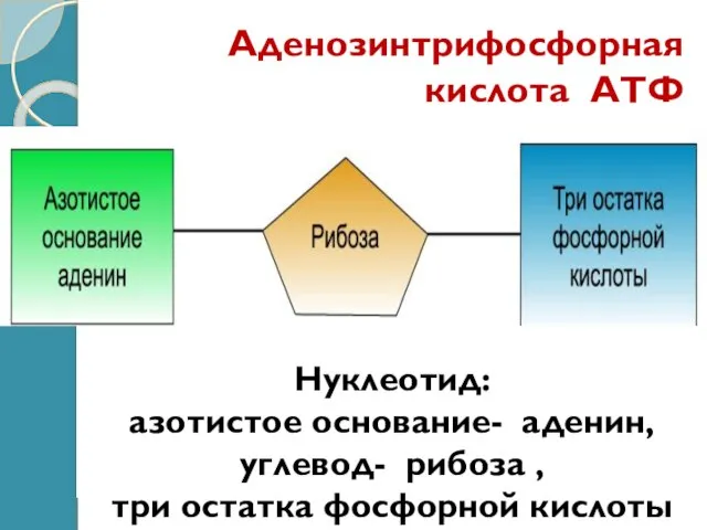 Аденозинтрифосфорная кислота АТФ Нуклеотид: азотистое основание- аденин, углевод- рибоза , три остатка фосфорной кислоты