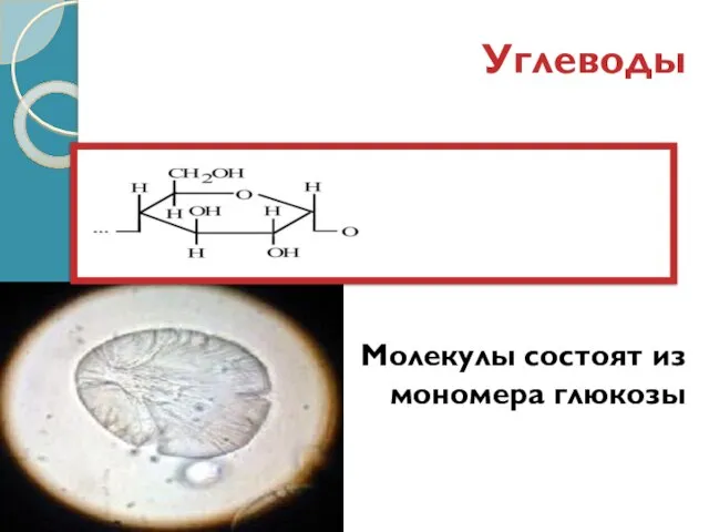 Углеводы Молекулы состоят из мономера глюкозы