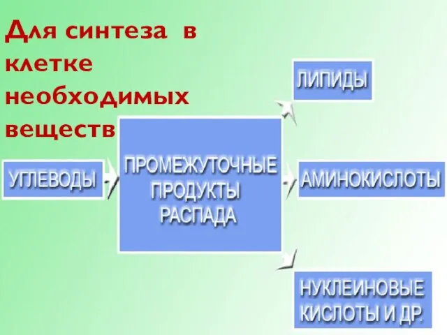 Для синтеза в клетке необходимых веществ