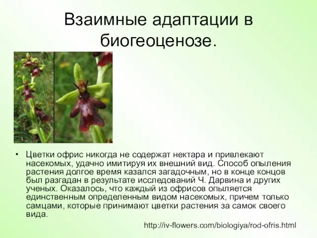 Взаимные адаптации в биогеоценозе. Цветки офрис никогда не содержат нектара и привлекают