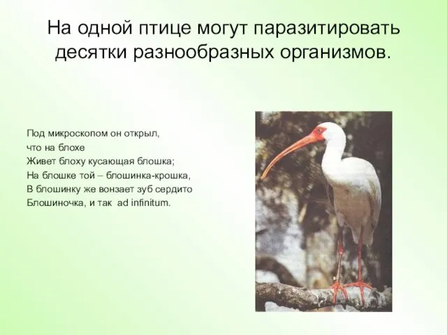 На одной птице могут паразитировать десятки разнообразных организмов. Под микроскопом он открыл,