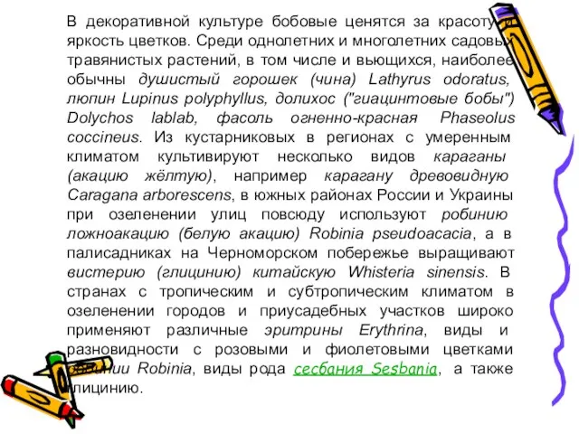 В декоративной культуре бобовые ценятся за красоту и яркость цветков. Среди однолетних