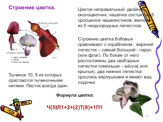 Строение цветка. Цветок неправильный, двойной околоцветник, чашечка состоит из 5 сросшихся чашелистиков,