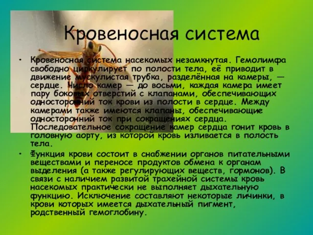 Кровеносная система насекомых незамкнутая. Гемолимфа свободно циркулирует по полости тела, её приводит