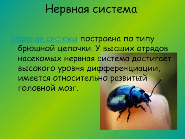 Нервная система Нервная система построена по типу брюшной цепочки. У высших отрядов