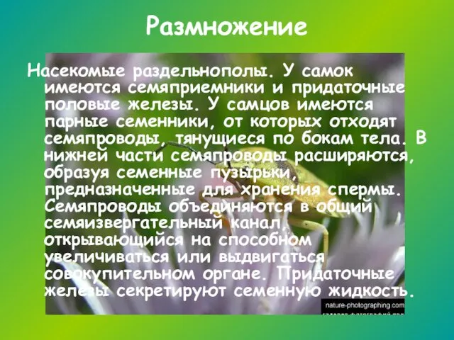 Размножение Насекомые раздельнополы. У самок имеются семяприемники и придаточные половые железы. У