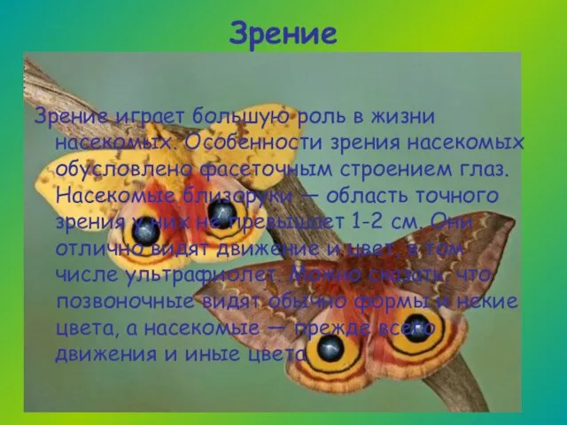 Зрение Зрение играет большую роль в жизни насекомых. Особенности зрения насекомых обусловлено