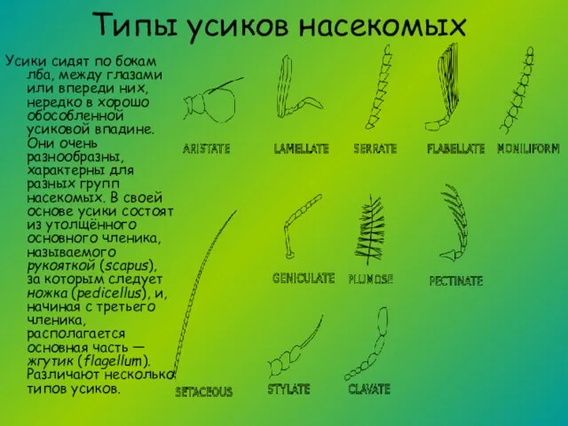 Типы усиков насекомых Усики сидят по бокам лба, между глазами или впереди