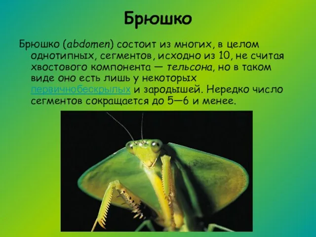 Брюшко Брюшко (abdomen) состоит из многих, в целом однотипных, сегментов, исходно из