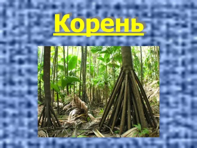 Корень