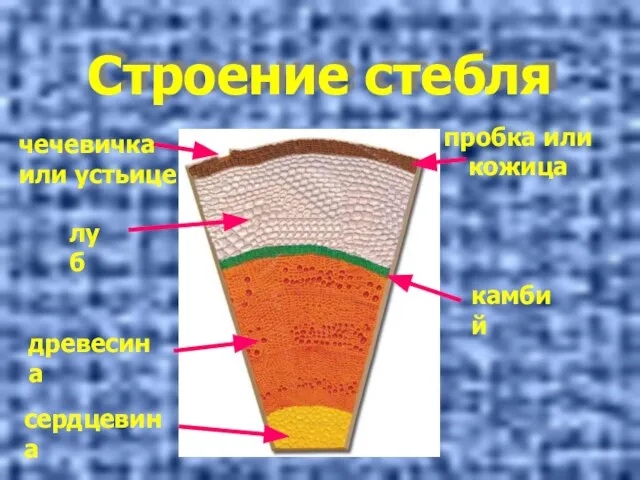 Строение стебля пробка или кожица чечевичка или устьице луб древесина сердцевина камбий