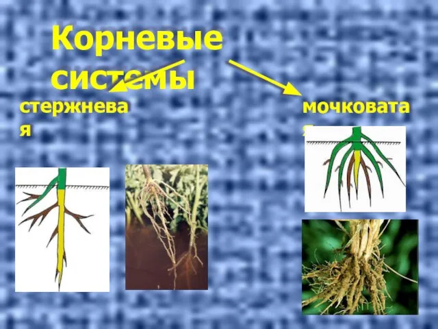 Корневые системы стержневая мочковатая