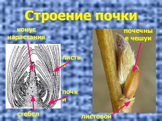 Строение почки листовой рубец почечные чешуи стебель конус нарастания листья почки