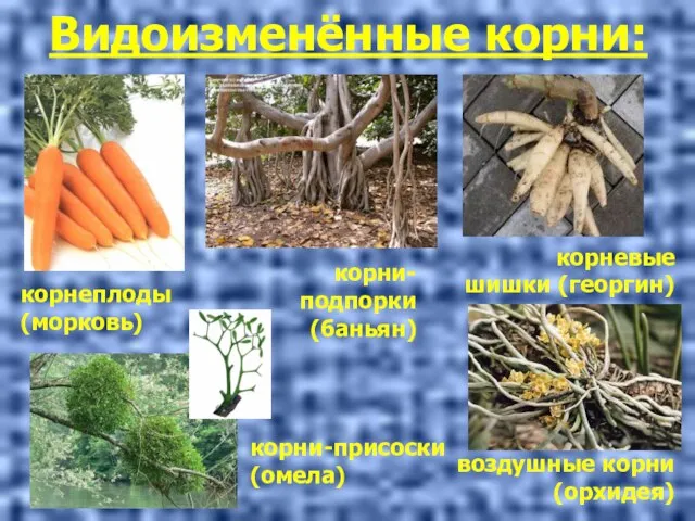 Видоизменённые корни: корнеплоды (морковь) корни-подпорки (баньян) корневые шишки (георгин) воздушные корни (орхидея) корни-присоски (омела)