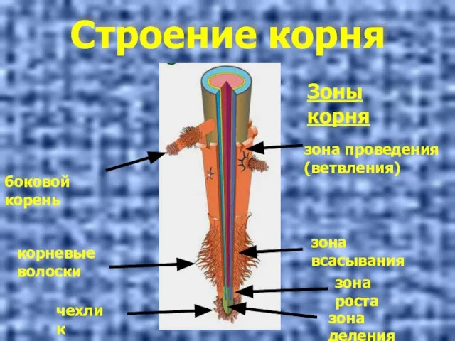 Строение корня Зоны корня зона проведения (ветвления) зона всасывания зона роста зона