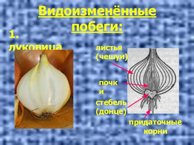 Видоизменённые побеги: 1. луковица придаточные корни стебель (донце) листья (чешуи) почки