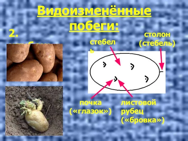 Видоизменённые побеги: 2. клубень почка («глазок») стебель столон (стебель) листовой рубец («бровка»)