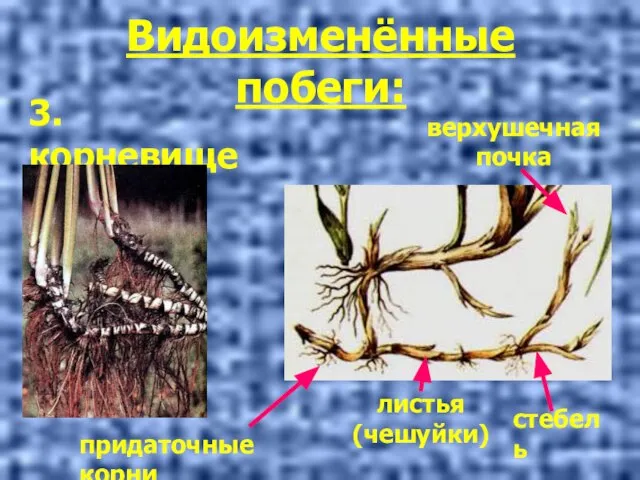 Видоизменённые побеги: 3. корневище листья (чешуйки) стебель верхушечная почка придаточные корни