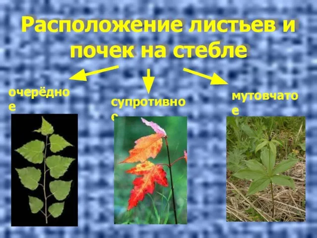 Расположение листьев и почек на стебле очерёдное супротивное мутовчатое