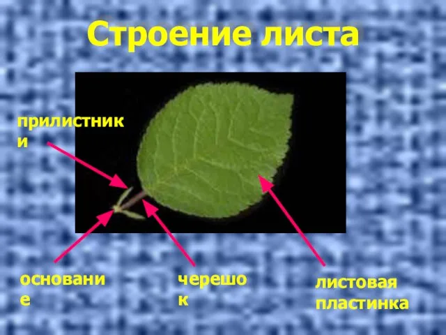 Строение листа листовая пластинка черешок основание прилистники