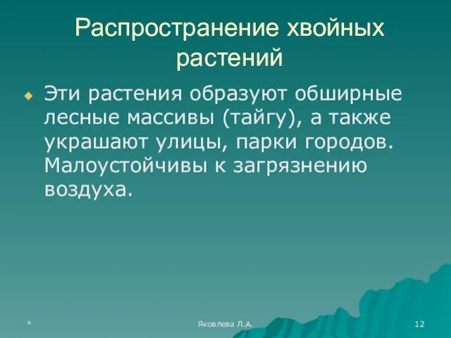 * Яковлева Л.А. Распространение хвойных растений Эти растения образуют обширные лесные массивы