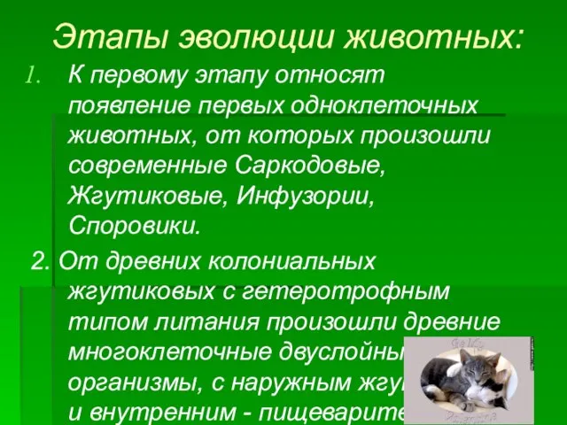 Этапы эволюции животных: К первому этапу относят появление первых одноклеточных животных, от