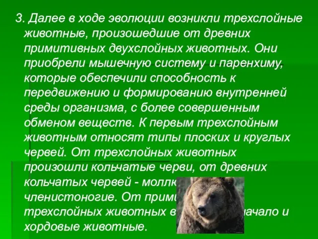 3. Далее в ходе эволюции возникли трехслойные животные, произошедшие от древних примитивных