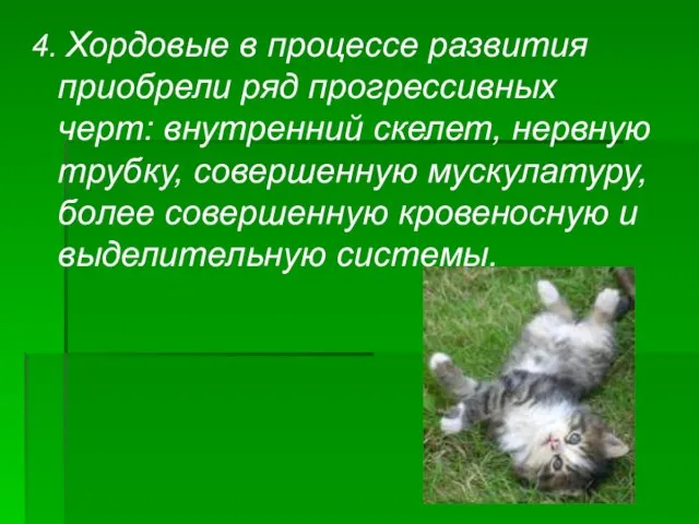 4. Хордовые в процессе развития приобрели ряд прогрессивных черт: внутренний скелет, нервную